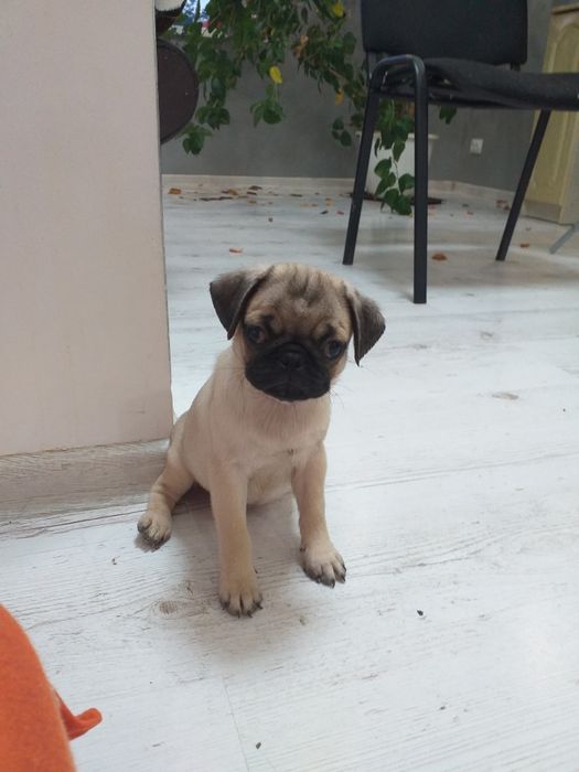 Дівчинка красуня