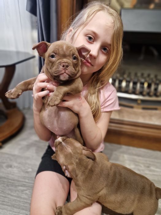 Доступны Экзотические Американский Булли