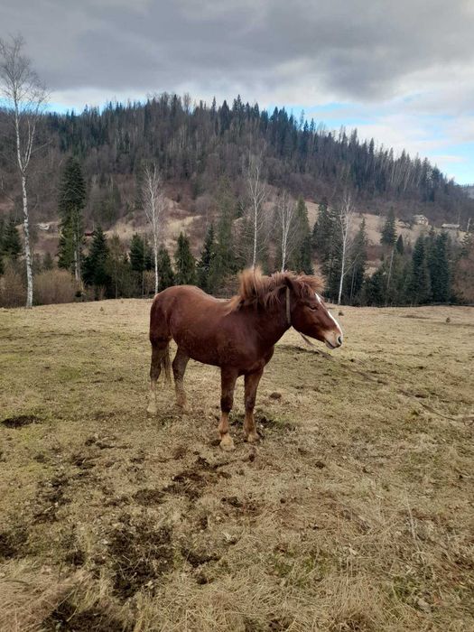 Продається молодий кінь