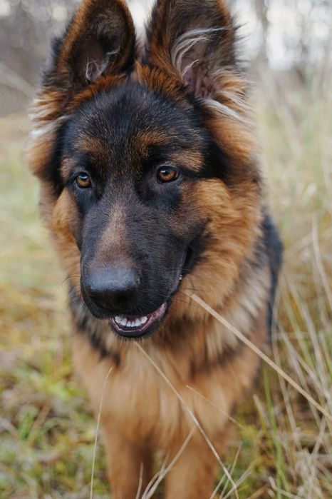 7-miesieczny Takos szuka domu