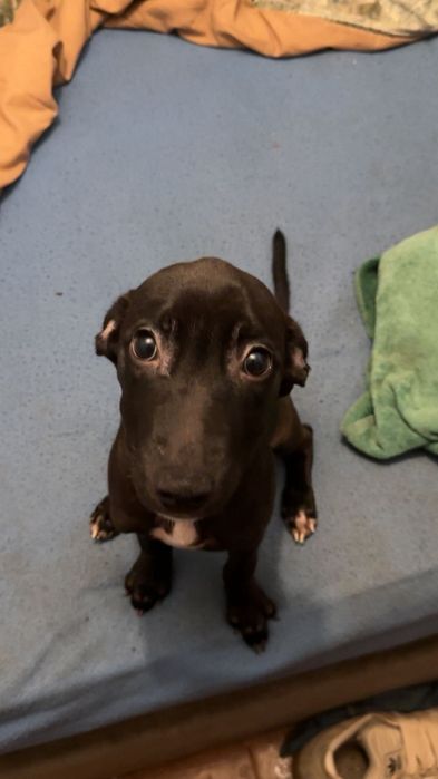 Cães bebês mix de pitbull