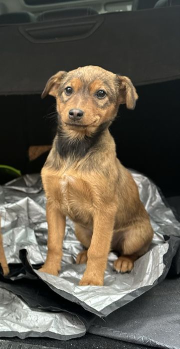 Віддам в добрі руки, можу привезти додому