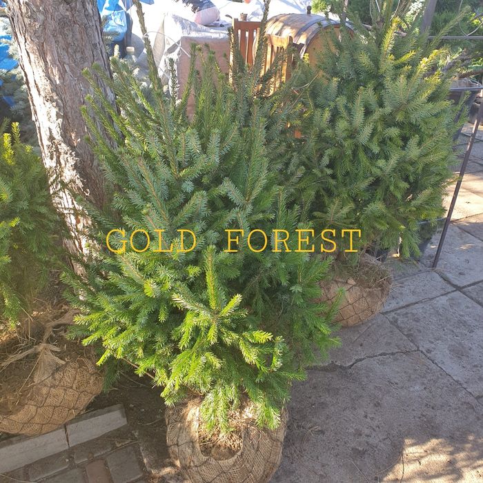 Ель сербская ель колючая