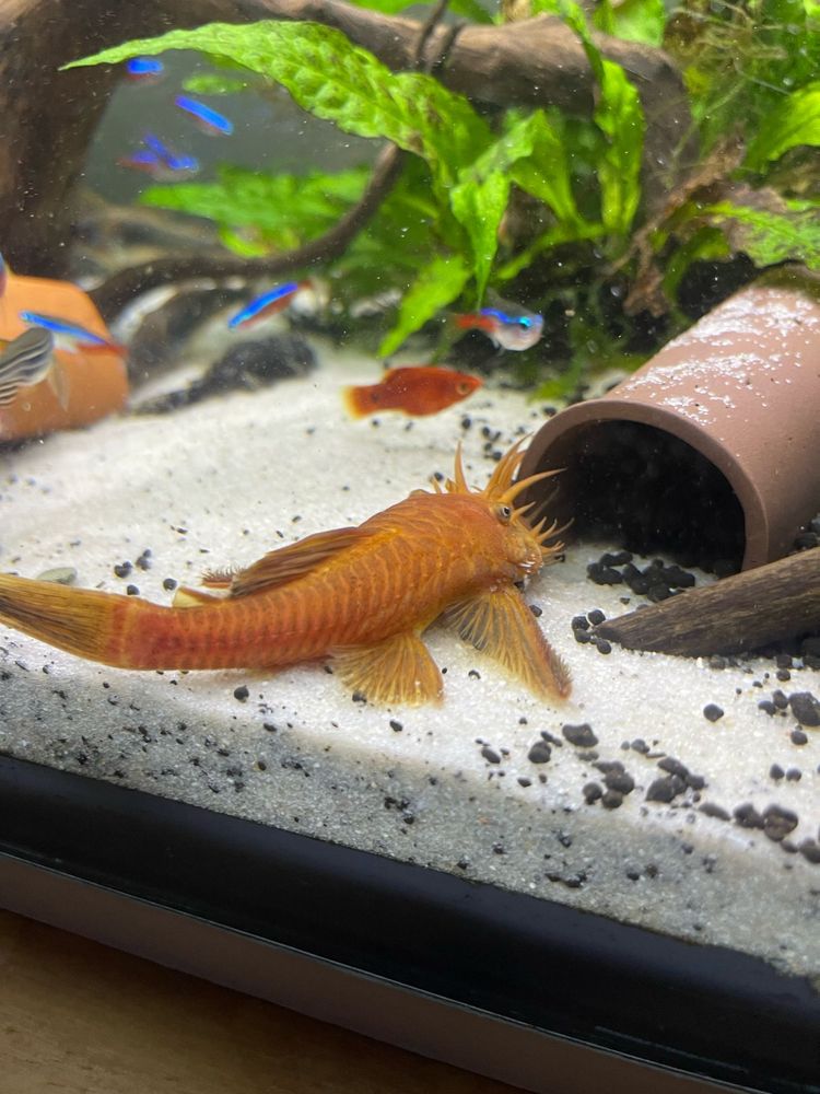 Ancistrus albinos com 1 centimetro