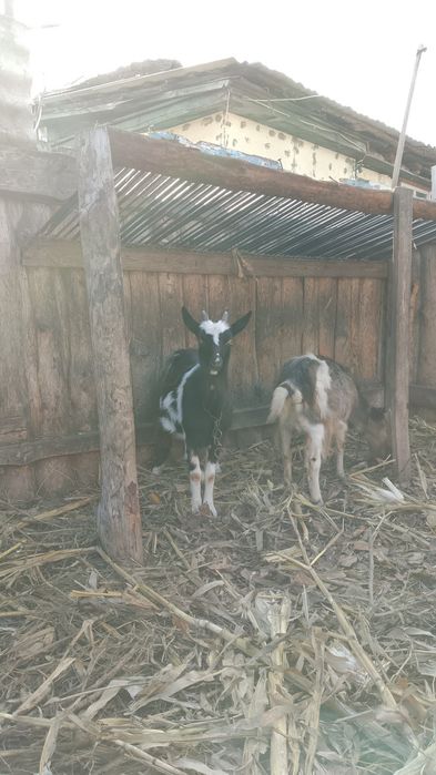 Продам молодых коз