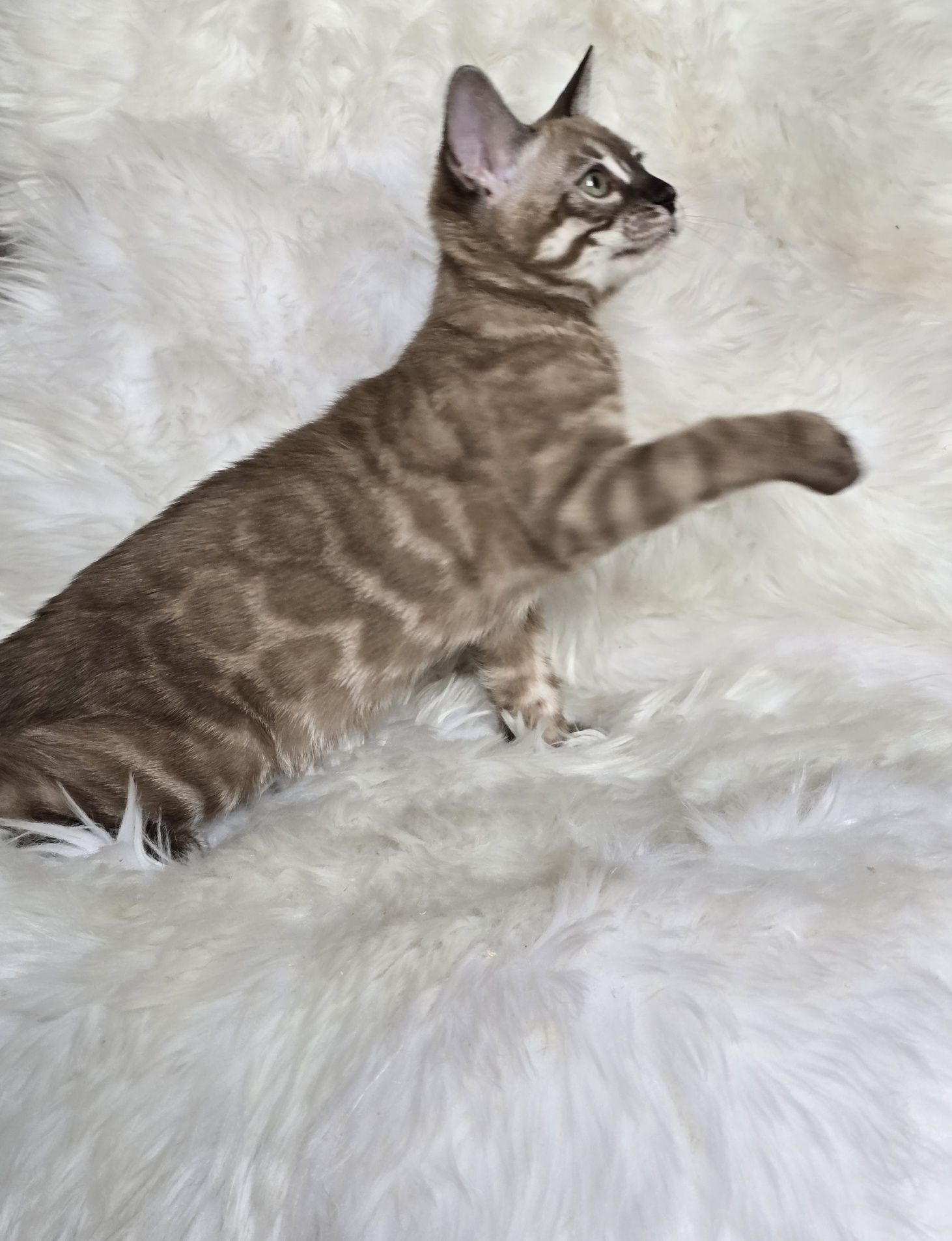 Kotka bengalska snow mink
