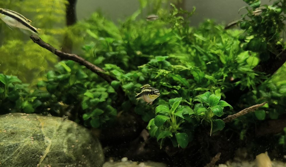 Guppies e kribensis juvenis 1€