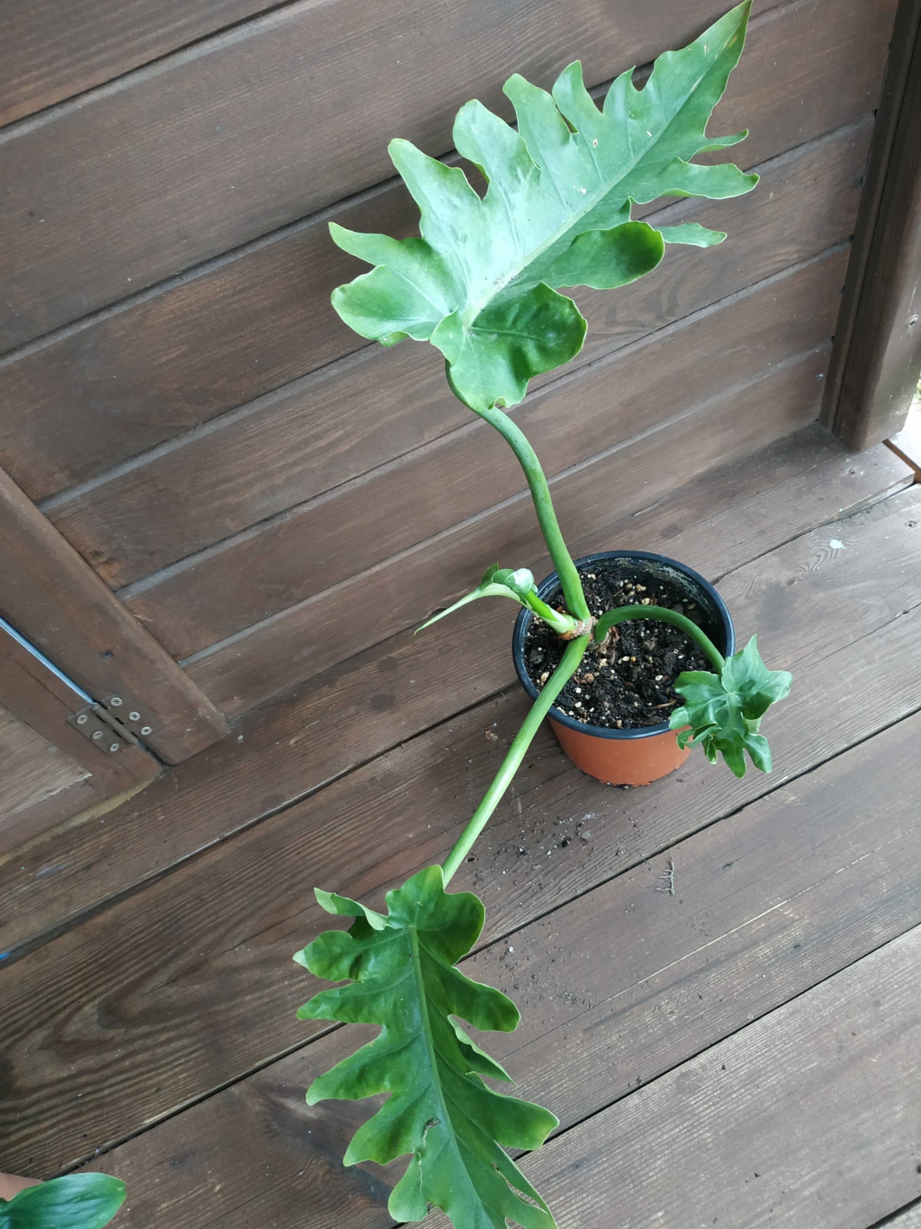 Philodendron Mayoi. Inconcinnum. Kwiat doniczkowy.