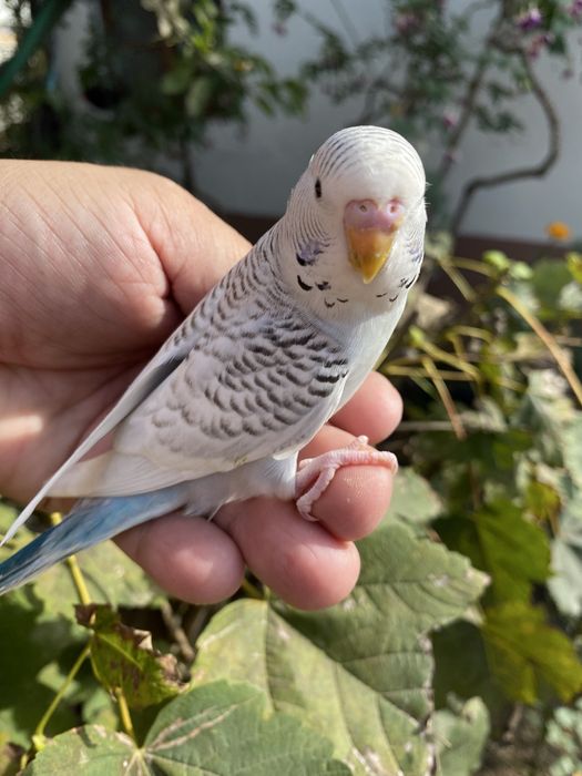 Periquito domesticado com gaiola exclusividade