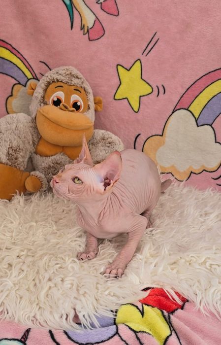 Gatinho Sphynx Macho