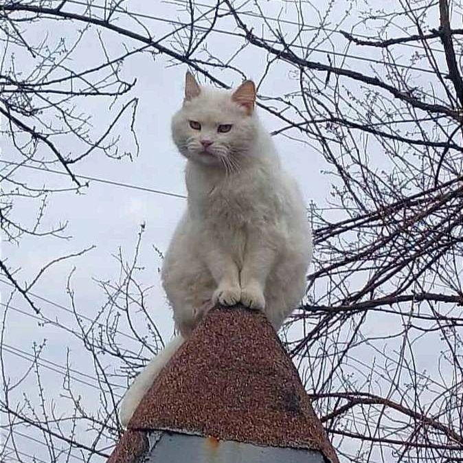 Отдам белую кошку,  стерилизована, привита, 2 года