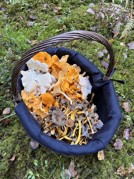 Duży Kosz Wiklinowy Na Grzyby Zakupy Lekki Z Uchwytem Tkaniną NOWY