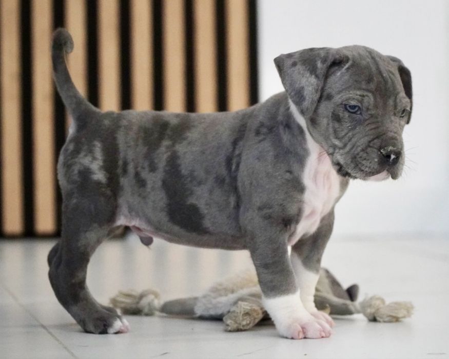 American Staffordshire Terrier merle