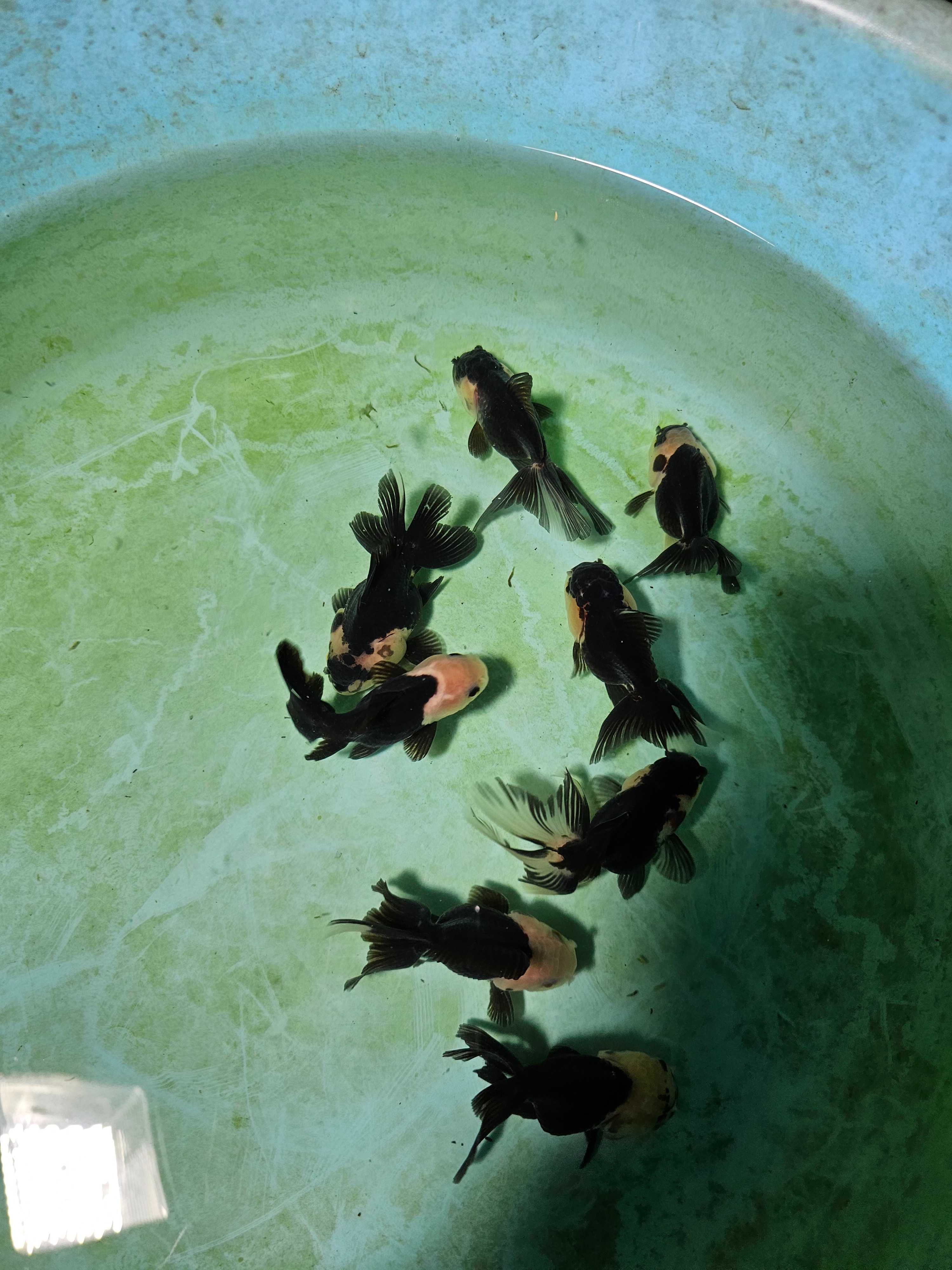 Kinguio oranda panda 8/9cm