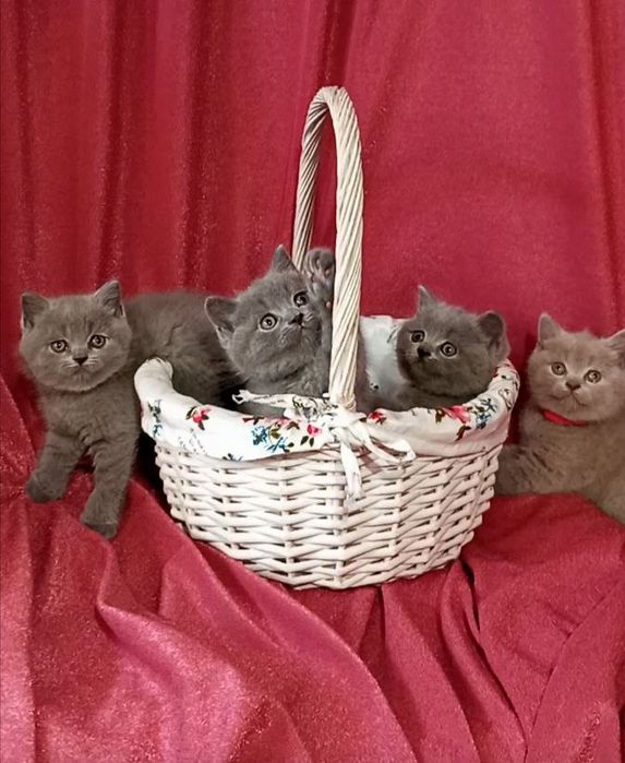 Котята : Мы котята озорные, лилаки и голубые .