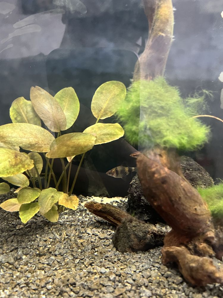 Acessorios para aquario