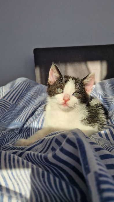 Oddam w dobre ręce cztery urocze kotki!