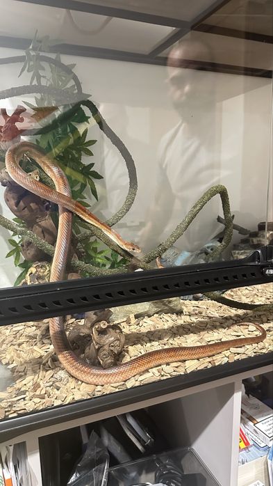 2 terrarios + decoracoes + cobra de oferta