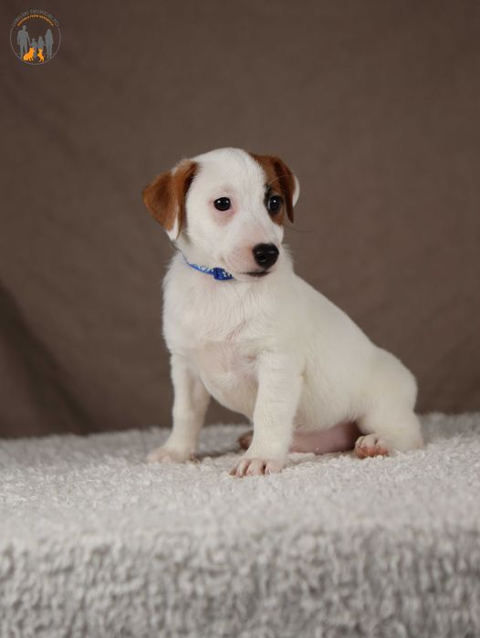 Jack Russell Terrier ZKwP FCI z Paszportem