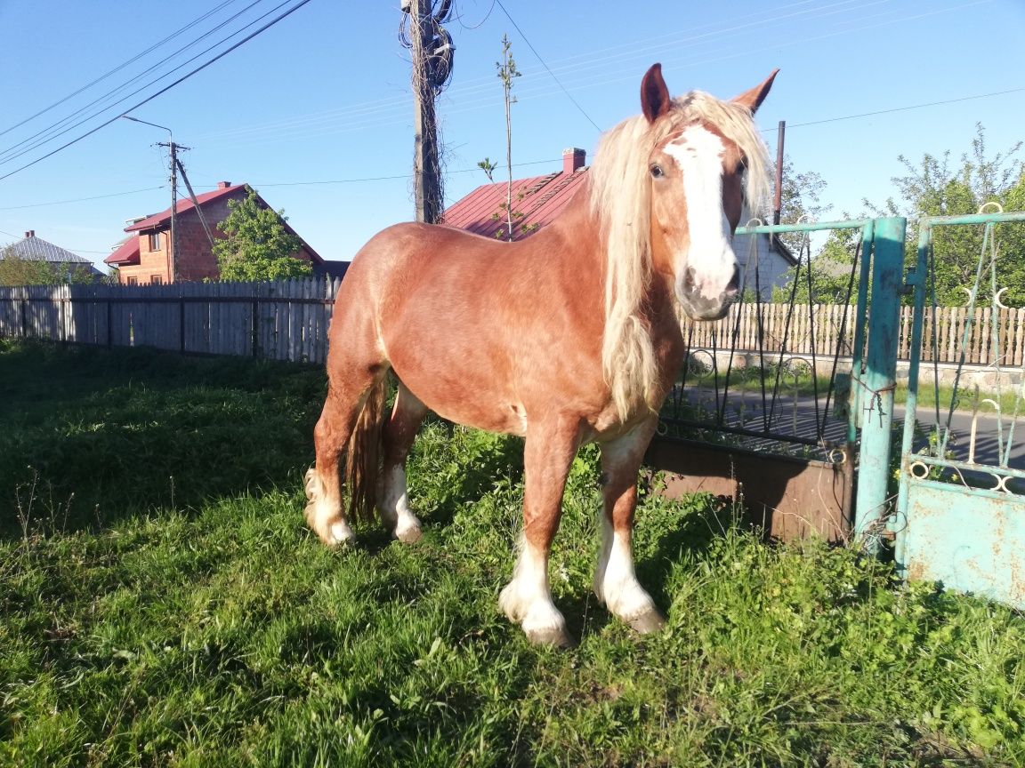Likwidacja stada