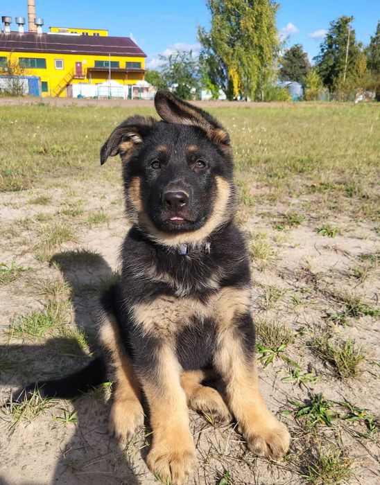 Цуценята німецької вівчарки Ксу, щенки немецкой овчарки
