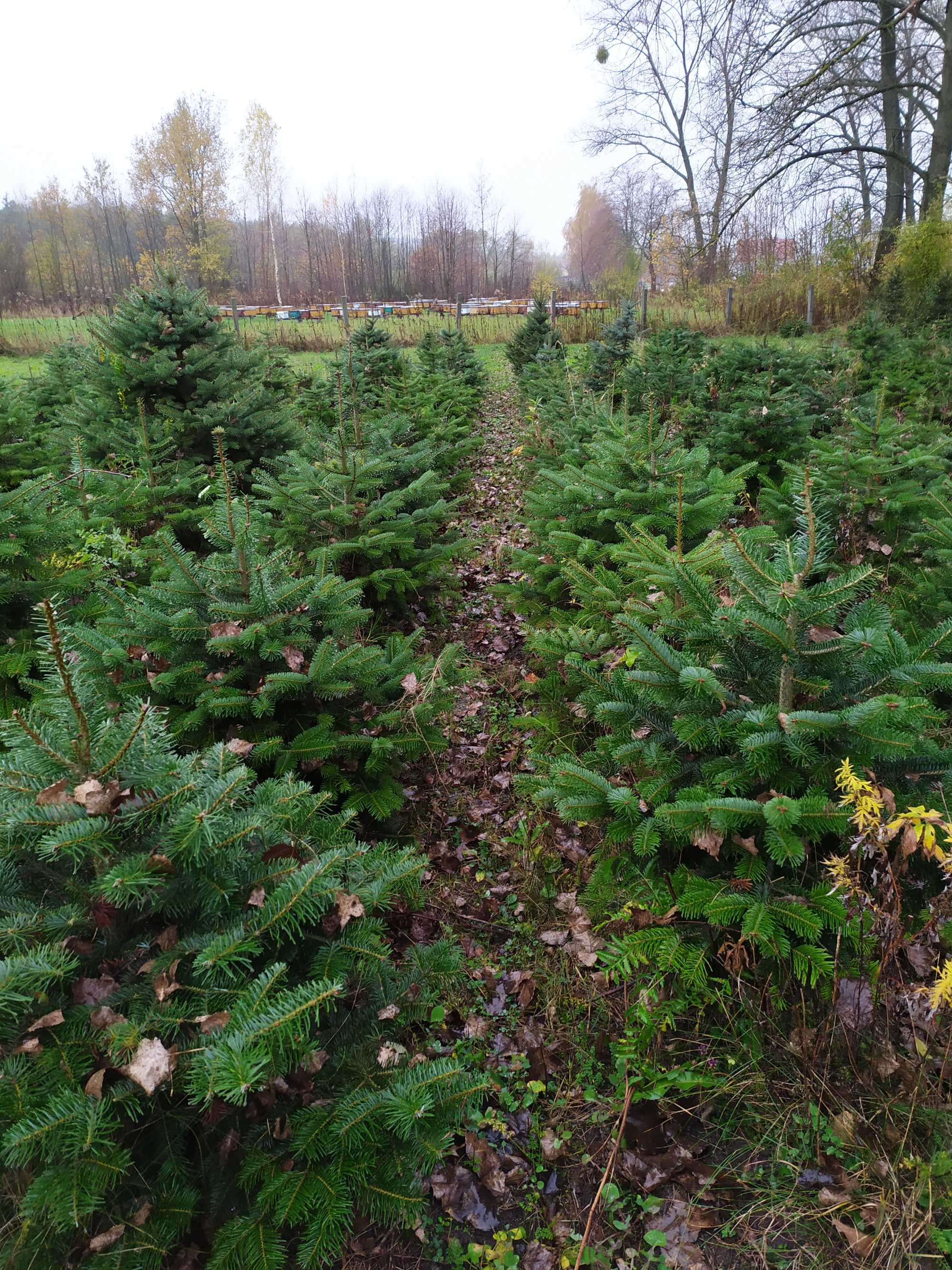 Jodła kaukaska ! Bardzo ładna gęsta, wysokość 80-150 cm