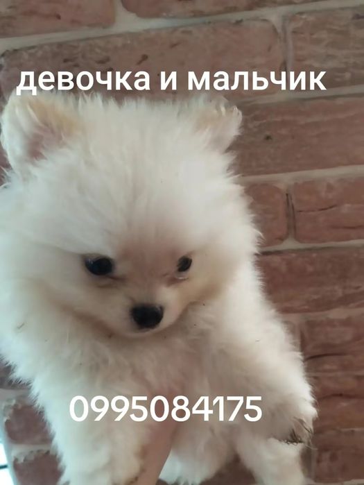 Померанский шпиц.