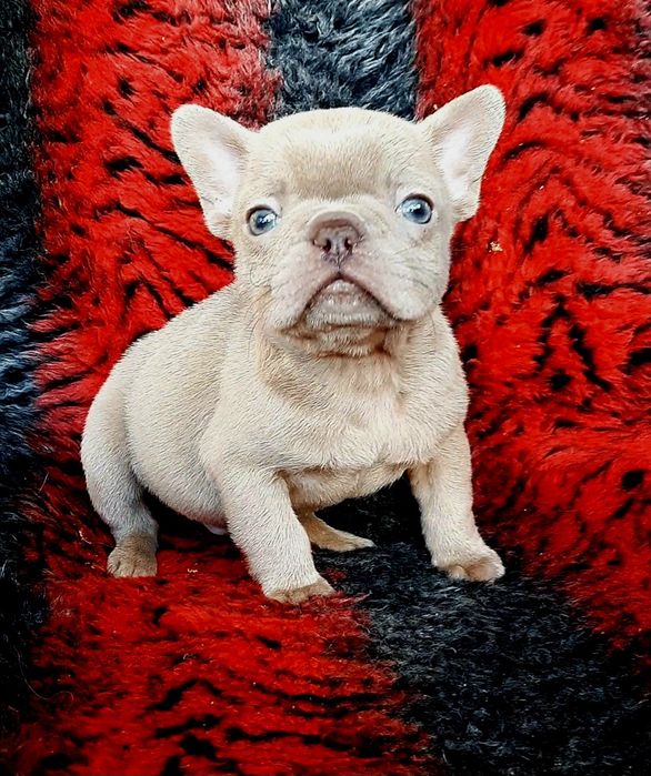 Карапузы французики.разные цвета.