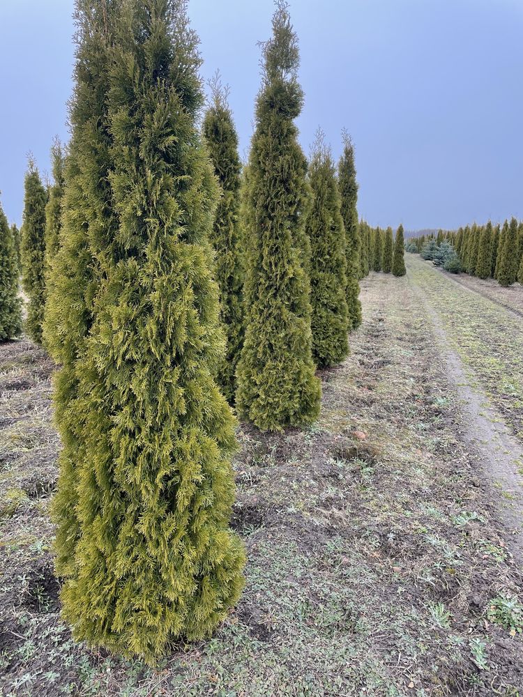 Tuja szmaragd smaragd duża 250cm