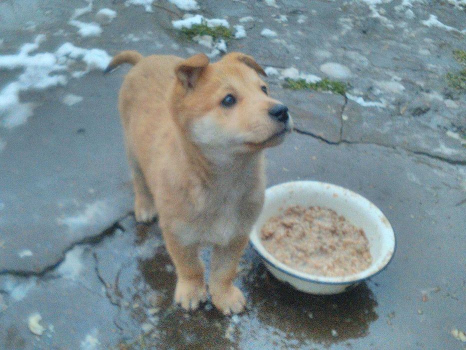 Щенки ищут заботливую семью