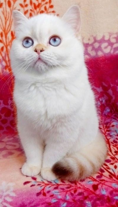 Дівчинка красунечка з очима кольору моря