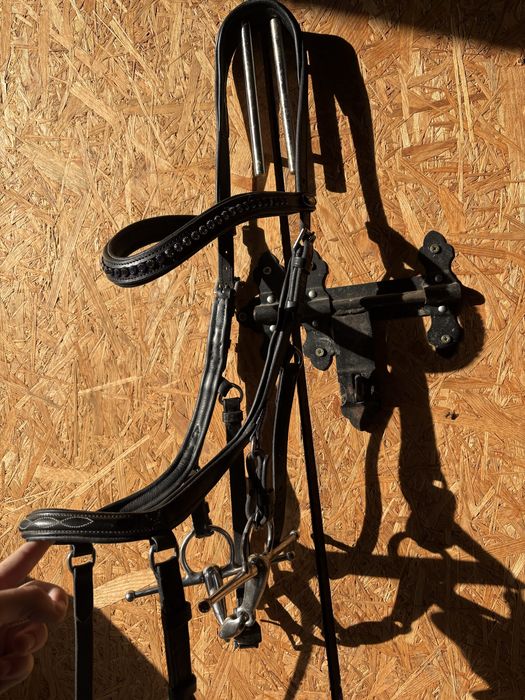 Oglowie anatomiczne full