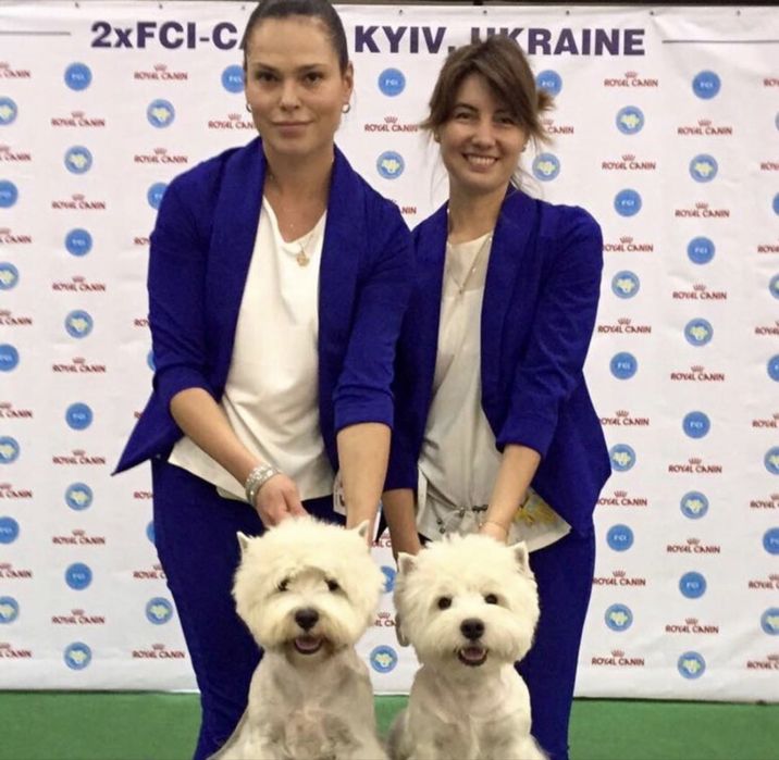 Щенки вест хайленд уайт терьер