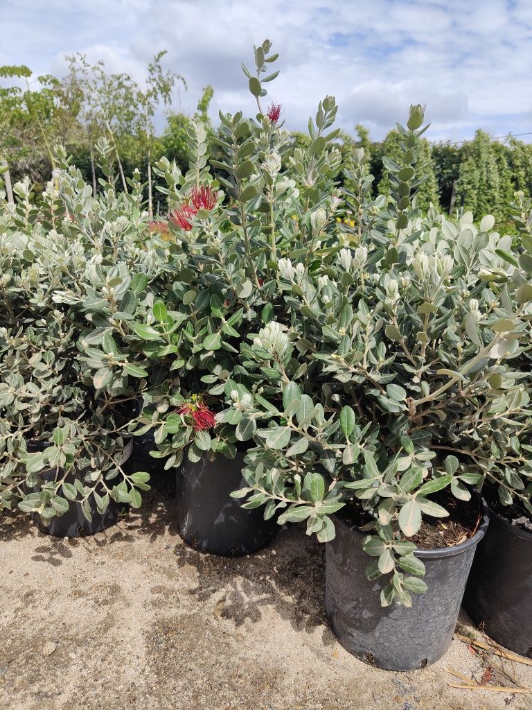 Metrosideros Excelsa - 50CM/80CM/100CM/150CM/200CM