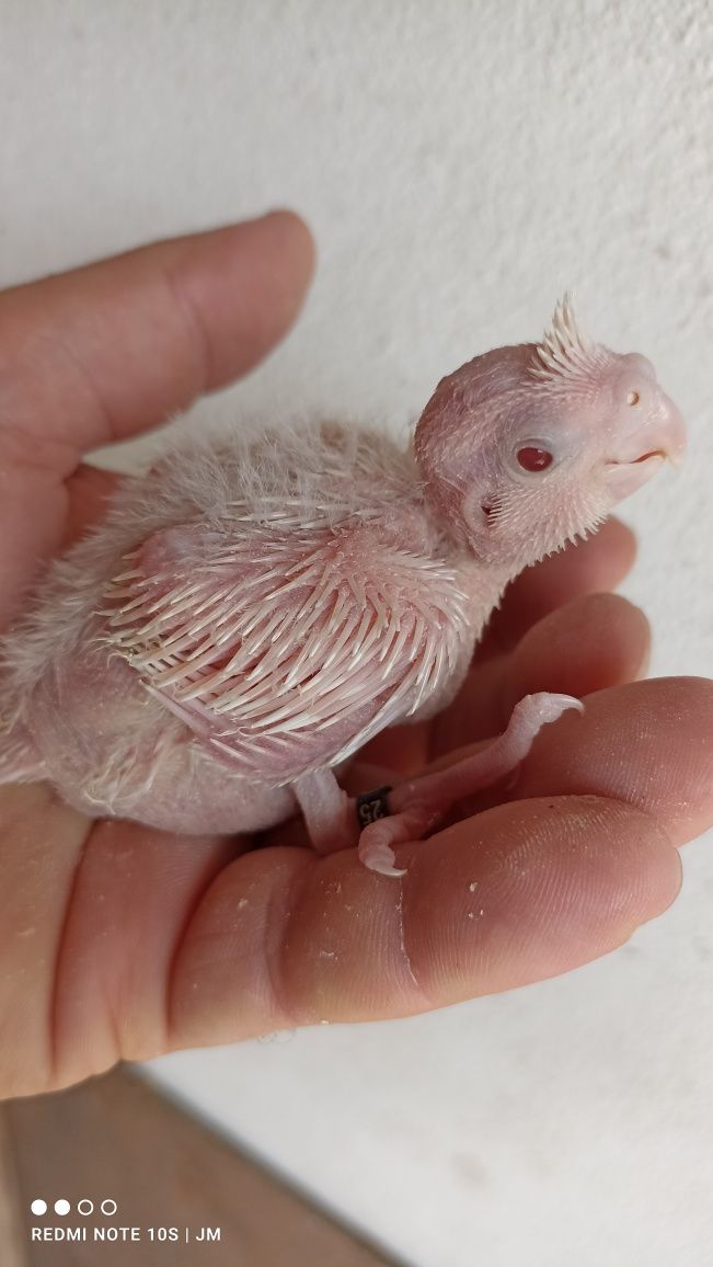 Caturras bebés para criar à mão