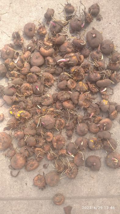 Продам гладіолуси,кукурудзу для консервації,,цибуля кущівка.