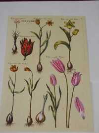 Kwiaty -  Reprint XVIII w.grafik do aranżacji wnętrza