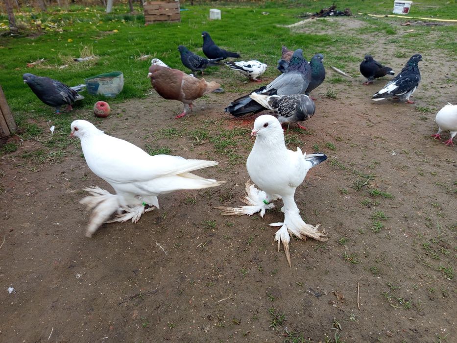 Gołębie  ozdobne