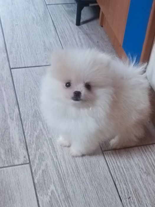Pomeranian suczka