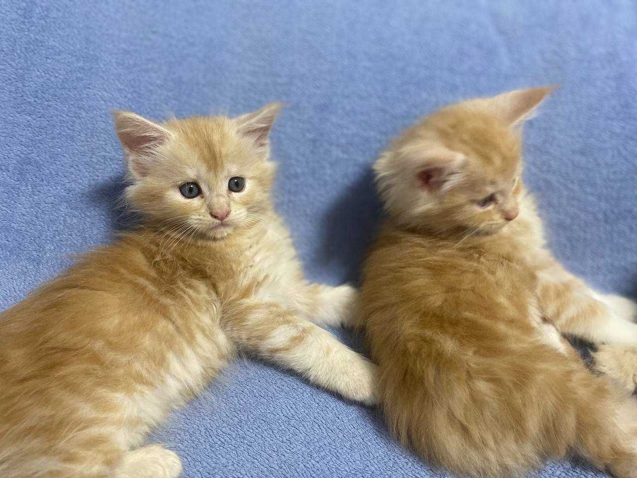 Кошенята мейкунчики