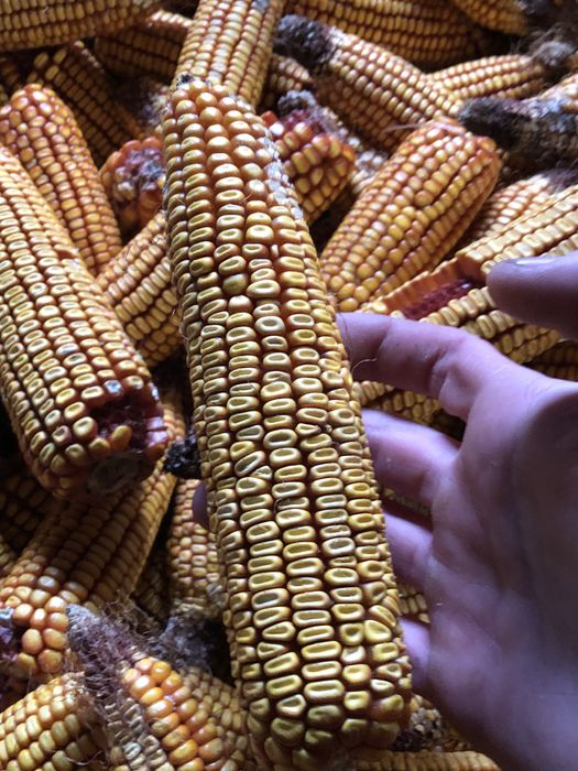 Продам! кукурудзу-тінґериця, кормова.