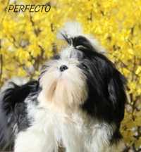 Shih- tzu Piesek ZKWP /FCI/