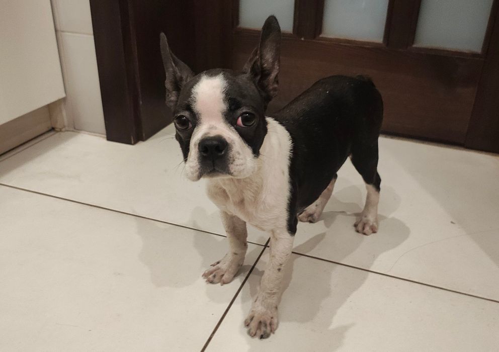 Boston Terrier suczka 5 miesięcy nie Buldog francuski