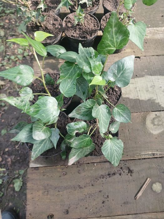 Плющ садовий ддя двору