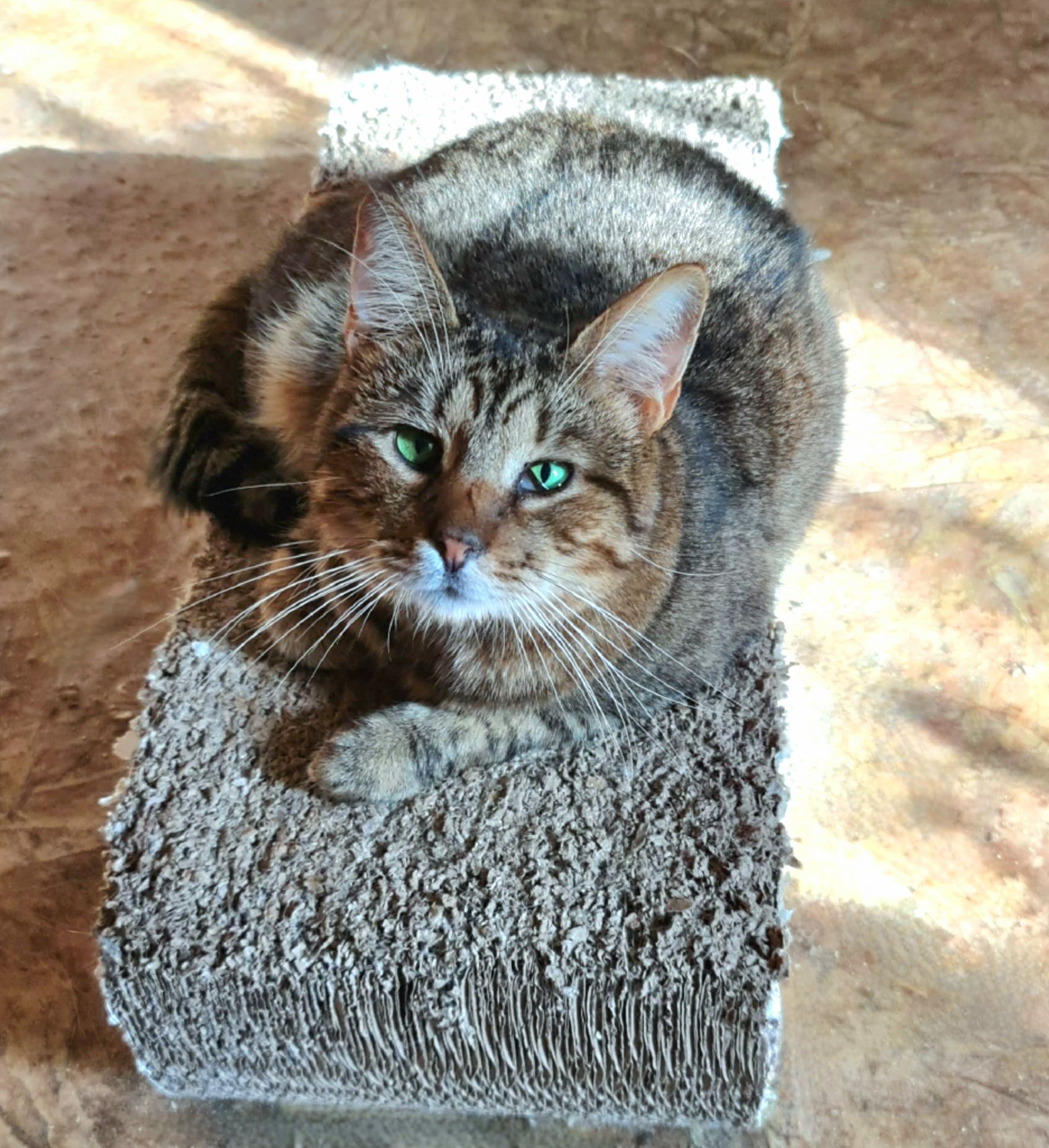 Котик таббі зелені очі