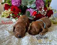 Pudel Cockapoo F1B  Suczka Pola mini cudo