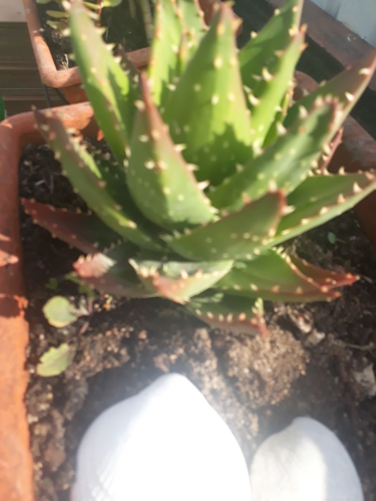 Plantas várias cactus yucca jade