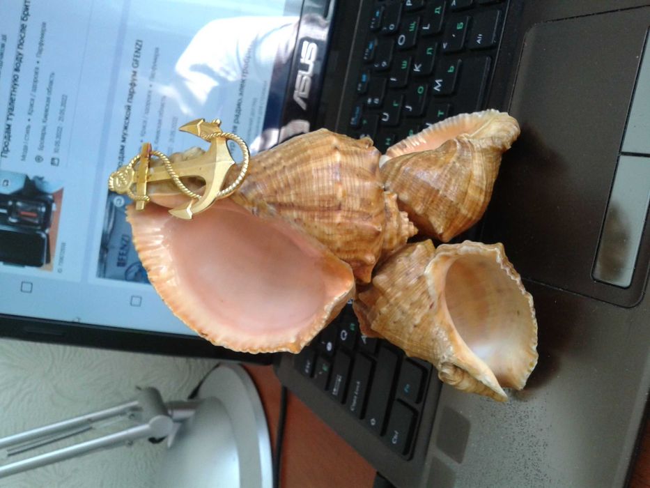 Продам сувенир из ракушок