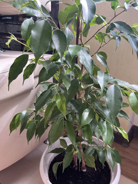 Фікус Бенджаміна дорослий