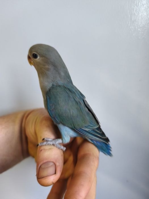 Agapórnis roseicollis criados á mão